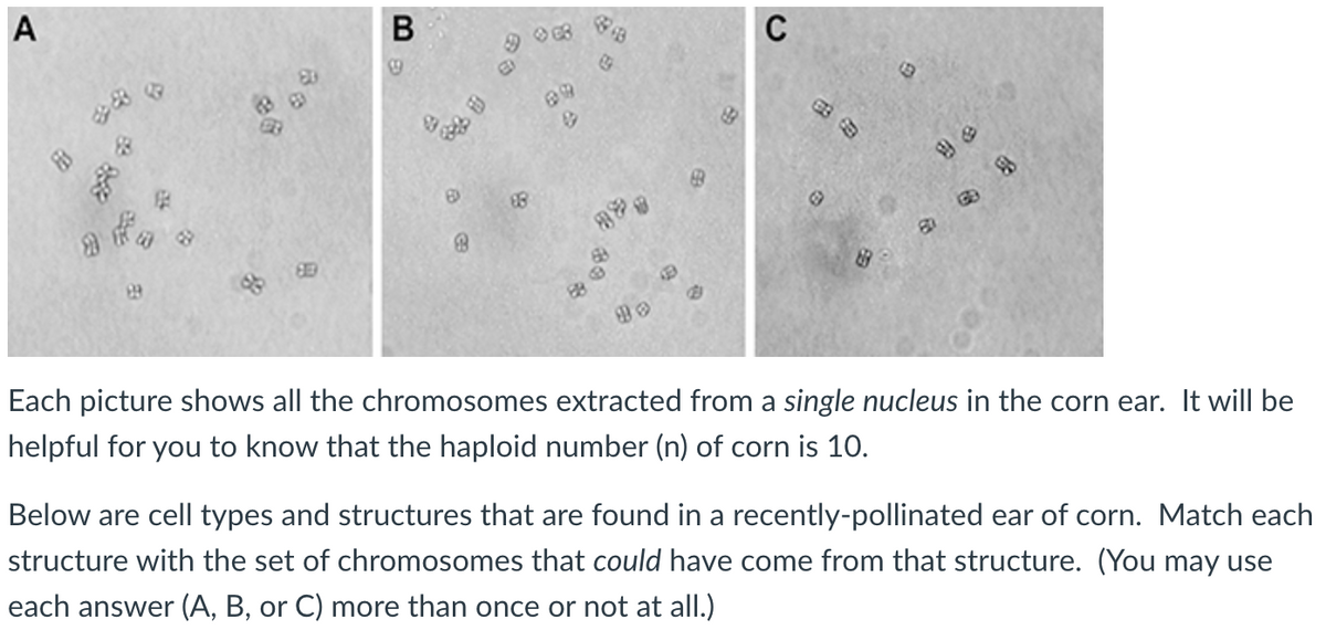 A
80
BE
B
V
B
68
✪
890
C
B
男
Each picture shows all the chromosomes extracted from a single nucleus in the corn ear. It will be
helpful for you to know that the haploid number (n) of corn is 10.
Below are cell types and structures that are found in a recently-pollinated ear of corn. Match each
structure with the set of chromosomes that could have come from that structure. (You may use
each answer (A, B, or C) more than once or not at all.)