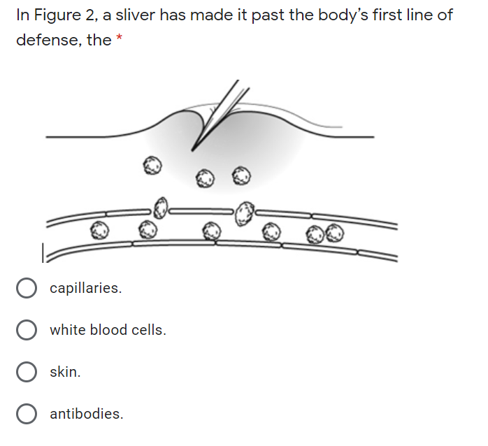 In Figure 2, a sliver has made it past the body's first line of
defense, the *
O capillaries.
white blood cells.
skin.
antibodies.
