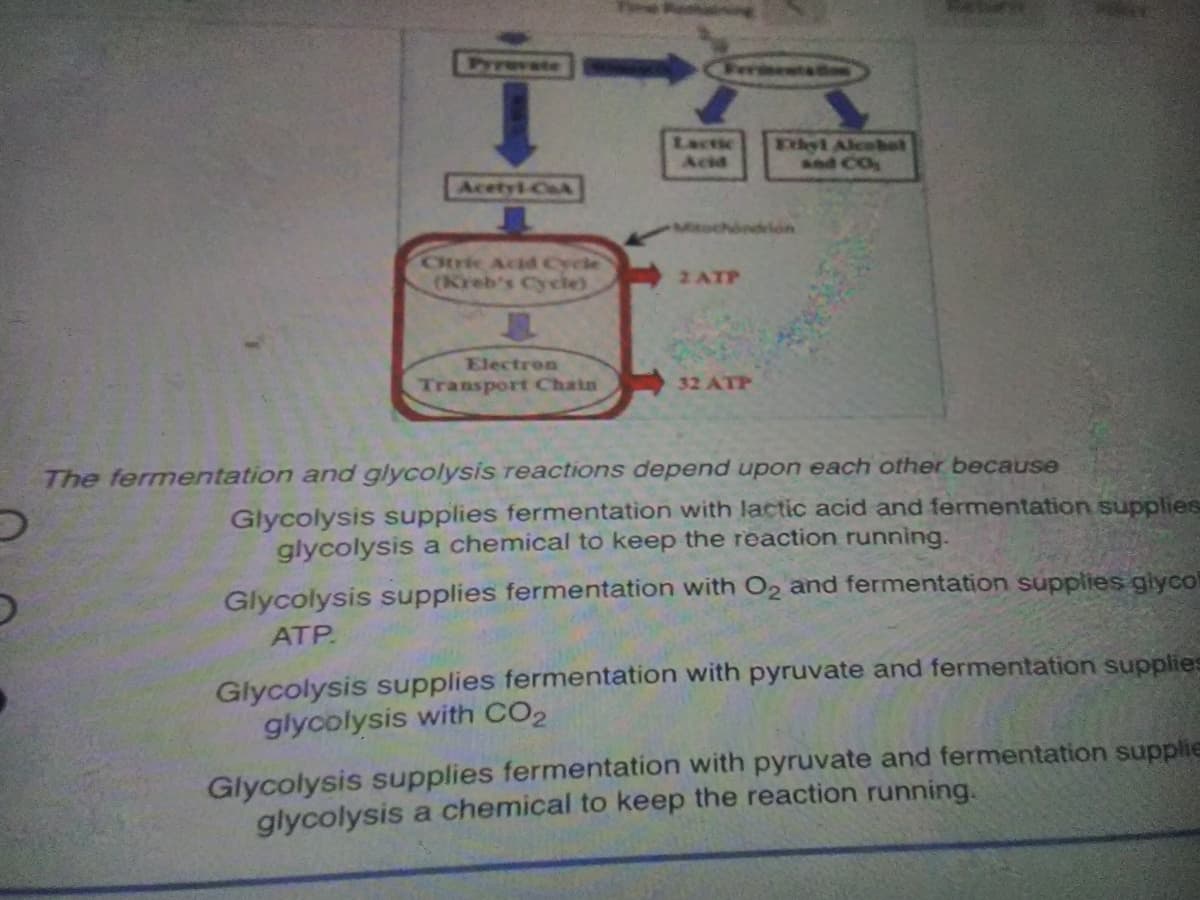 Crwste
CFerisentao
Lactic
Acid
Eyl Alcabt
and CO
Acetyt CA
Miochindrion
Otrik Acd Cycle
(Kreb's Cycle)
2 ATP
Electron
Transport Chain
32 ATP
The fermentation and glycolysis reactions depend upon each other because
Glycolysis supplies fermentation with lactic acid and fermentation supplies
glycolysis a chemical to keep the reaction running.
Glycolysis supplies fermentation with O2 and fermentation supplies glycol
ATP.
Glycolysis supplies fermentation with pyruvate and fermentation supplies
glycolysis with CO2
Glycolysis supplies fermentation with pyruvate and fermentation supplie
glycolysis a chemical to keep the reaction running.
