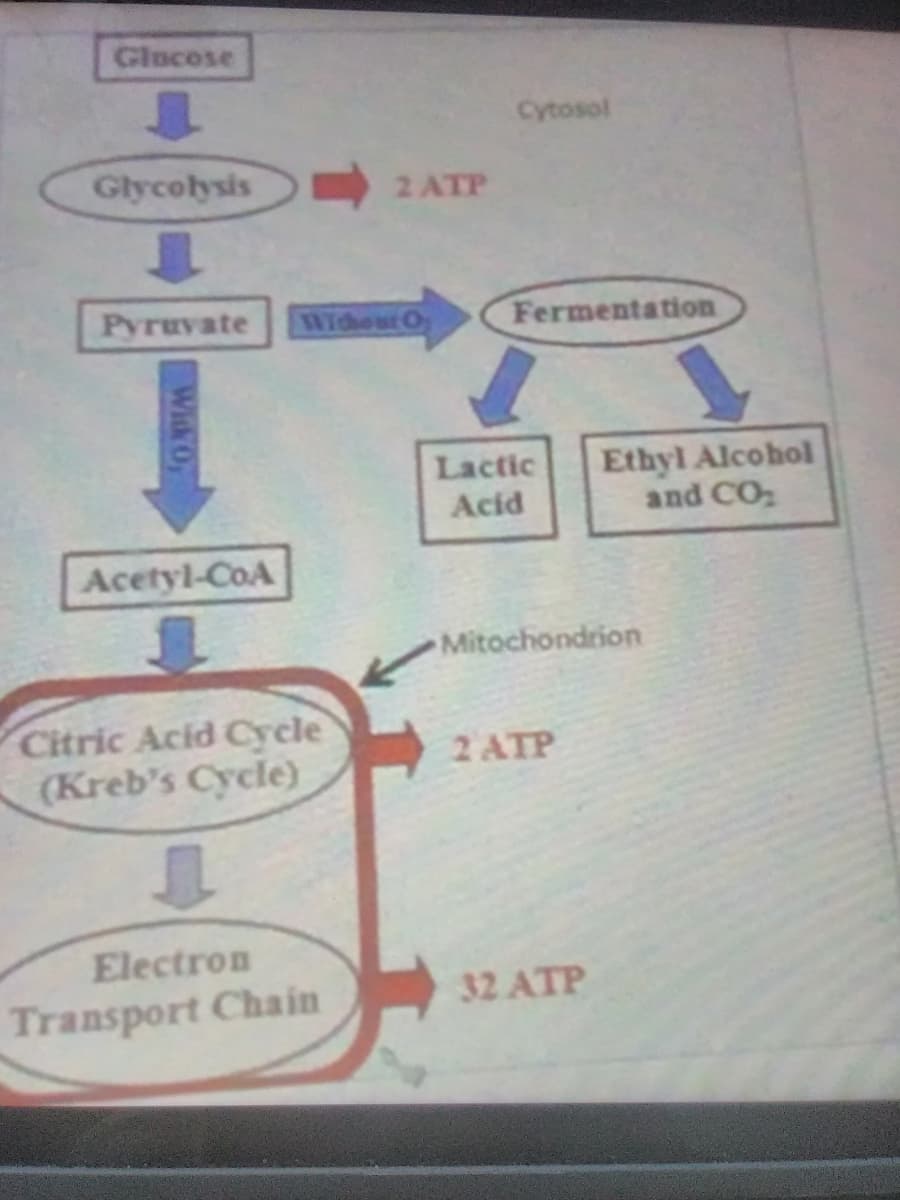 Glocose
Cytosol
Glycolysis
2 ATP
Pyruvate
Wichour O
Fermentation
Ethyl Alcohol
and CO
Lactic
Acid
Acetyl-CoA
Mitochondrion
Citric Acid Cycle
(Kreb's Cycle)
2 ATP
Electron
32 ATP
Transport Chain
Witk Oy
