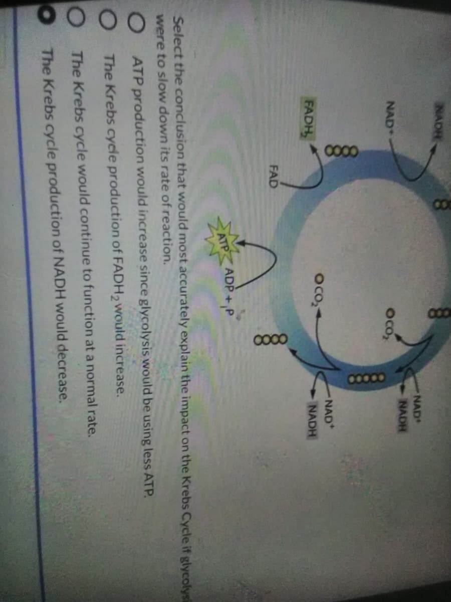 C000
C000
NADH
NAD
-NADH
NAD*
oco,
NAD
Oco,-
FADH
NADH
FAD
ATP ADP+,P
Select the conclusion that would most accurately explain the impact on the Krebs Cycle if glycolysi
were to slow down its rate of reaction.
ATP production would increase since glycolysis would be using less ATP.
The Krebs cycle production of FADH2 would increase.
O The Krebs cycle would continue to function at a normal rate.
O The Krebs cycle production of NADH would decrease.
