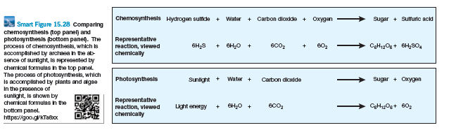 Chemosynthesis Hydrogen sulticde
Carbon dioxide + Oxygen
+
Water +
Sugar + Sutfuric ackd
Smart Figure 15.28 Comparing
chemosynthesis top panel) and
photosynthesis (bottom panel. The
process of chemosynthesis, which is
accompished by archaea in the ab
sence of sunlight, ls represented by
chemical formulas h the top panel.
The process of photosynthesis, which
Is accomplished by plants and algae
In the presence of
sunlight, Is shown by
chemical formulas in the
Representative
reaction, viewed
chemically
6H;S
6H20 +
6C02
602
CgH12Og + 6H,8O,
Photosynthesis
Sunilight +
Water +
Carbon dioxdde
sugar + Oxygen
Representative
reaction, viewed
chemically
Ught energy
EH0 +
eco2
CgH120g+ 602
+
bottom panel.
https://goo.g/KTa&ox
