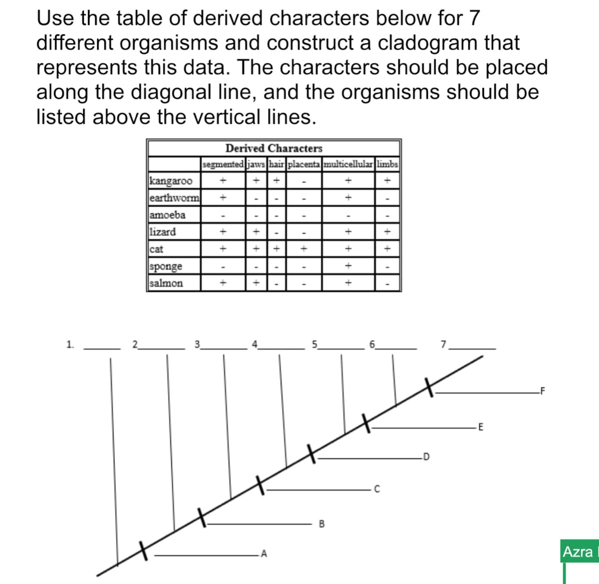 Use the table of derived characters below for 7
different organisms and construct a cladogram that
represents this data. The characters should be placed
along the diagonal line, and the organisms should be
listed above the vertical lines.
Derived Characters
segmented jaws hair placentamulticellular limbs
|kangaroo
earthworm
amoeba
lizard
cat
sponge
salmon
+
1.
3
-F
Azra
