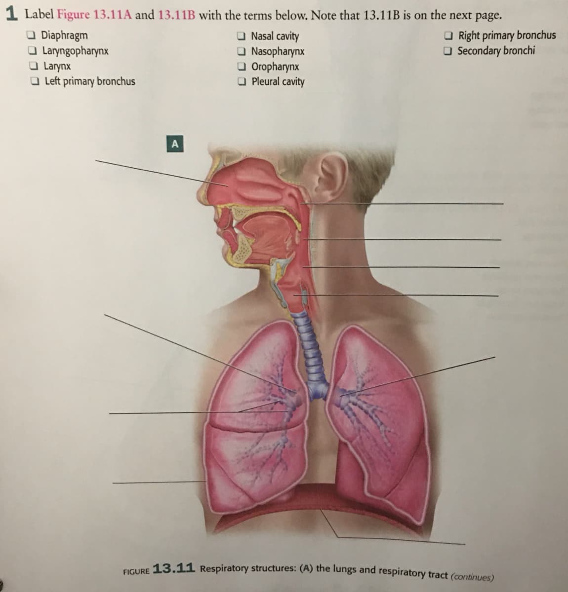 1 Label Figure 13.11A and 13.11B with the terms below. Note that 13.11B is on the next page.
O Diaphragm
O Laryngopharynx
O Larynx
O Left primary bronchus
O Nasal cavity
O Nasopharynx
O Oropharynx
O Pleural cavity
O Right primary bronchus
O Secondary bronchi
TICURE 13.11 Respiratory structures: (A) the lungs and respiratory tract (continues)
