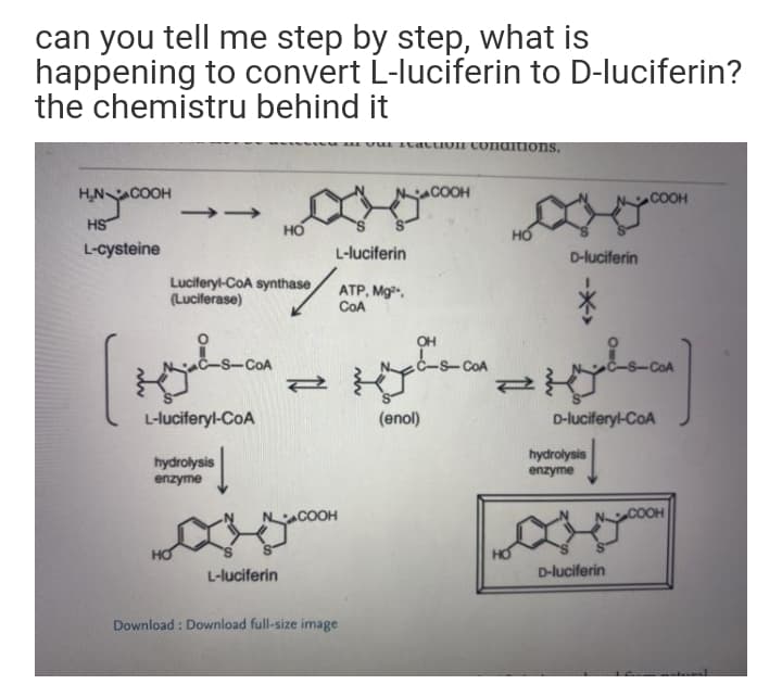 can you tell me step by step, what is
happening to convert L-luciferin to D-luciferin?
the chemistru behind it
vur IvatuvI conditions.
H,N COOH
DOH
.COOH
HS
L-cysteine
L-luciferin
D-luciferin
Luciferyl-CoA synthase
(Luciferase)
ATP, Mg,
COA
OH
-COA
COA
-COA
L-luciferyl-CoA
(enol)
D-luciferyl-CoA
hydrolysis
hydrolysis
enzyme
enzyme
COOH
HO
L-luciferin
D-luciferin
Download : Download full-size image
