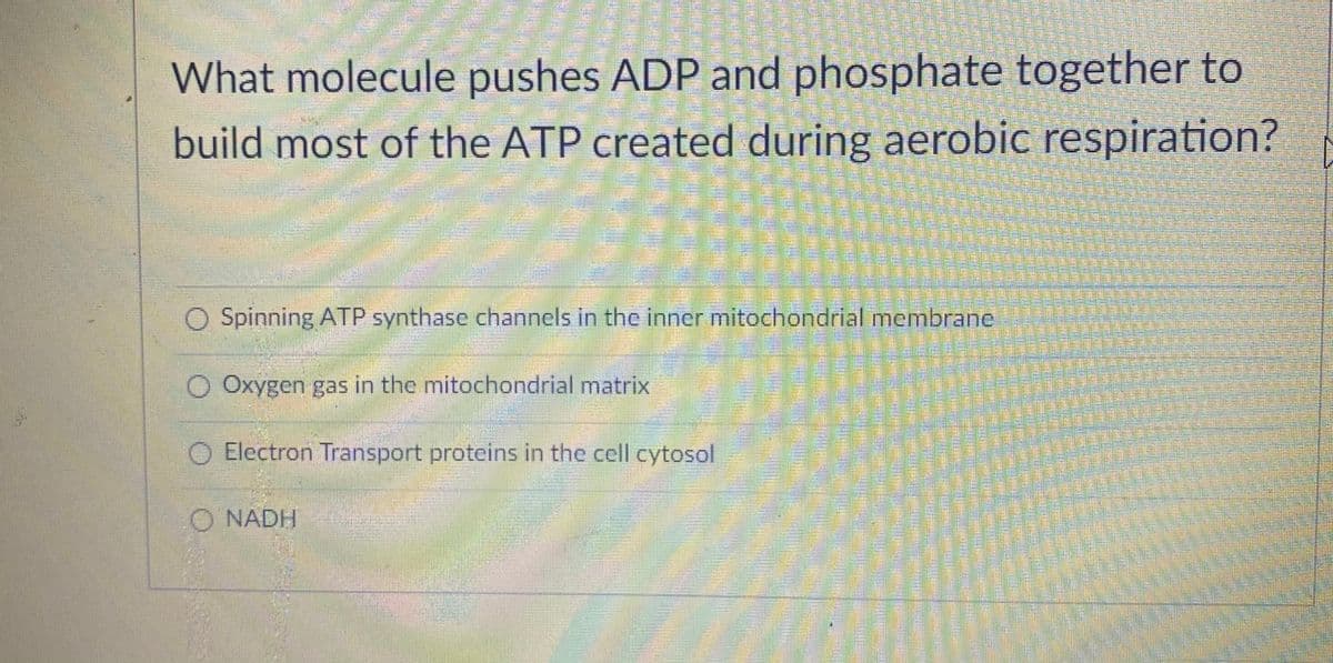 What molecule pushes ADP and phosphate together to
build most of the ATP created during aerobic respiration?
O Spinning ATP synthase channels in the inner mitochondrial membrane
O Oxygen gas in the mitochondrial matrix
O Electron Transport proteins in the cell cytosol
O NADH
