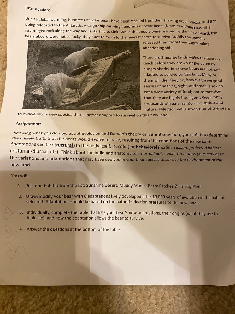 Introduction:
Due to global warming, hundreds of polar bears have been rescued from their thawing Arctic icecap, and are
being relocated to the Antarctic. A cargo ship carrying hundreds of polar bears (Ursus maritimus) has hit a
submerged rock along the way and is starting to sink. While the people were rescued by the Coast Guard, the
bears aboard were not so lucky, they have to swim to the nearest shore to survive. Luckily the humans
released them from their cages before
abandoning ship.
There are 3 nearby lands which the bears can
reach before they drown or get eaten by
hungry sharks, but these bears are not well
adapted to survive on this land. Many of
them will die. They do, however, have good
senses of hearing, sight, and smell, and can
eat a wide variety of food; not to mention
that they are highly intelligent. Over many
thousands of years, random mutation and
natural selection will allow some of the bears
to evolve into a new species that is better adapted to survival on this new land.
Assignment:
Knowing what you do now about evolution and Darwin's theory of natural selection, your job is to determine
the 6 likely traits that the bears would evolve to have, resulting from the conditions of the new land.
Adaptations can be structural (to the body itself, ie. color) or behavioral (mating season, preferred habitat,
nocturnal/diurnal, etc). Think about the build and anatomy of a normal polar bear, then draw your new bear
the variations and adaptations that may have evolved in your bear species to survive the environment of this
new land.
You will:
1. Pick one habitat from the list: Sunshine Desert, Muddy Marsh, Berry Patches & Fishing Piers.
2. Draw/modify your bear with 6 adaptations likely developed after 10,000 years of evolution in the habitat
selected. Adaptations should be based on the natural selection pressures of the new land.
3. Individually, complete the table that lists your bear's new adaptations, their origins (what they use to
look like), and how the adaptation allows the bear to survive.
4. Answer the questions at the bottom of the table.
