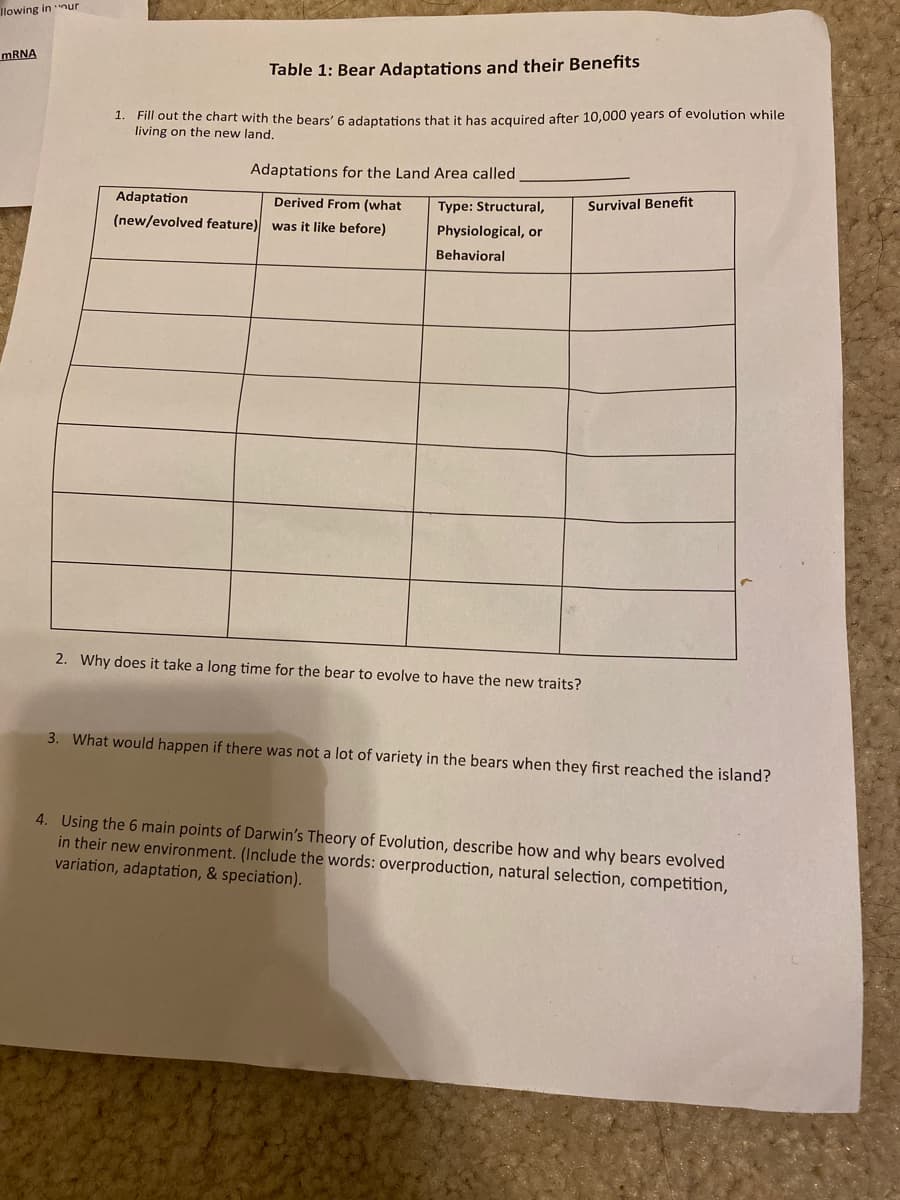 llowing in ur
MRNA
Table 1: Bear Adaptations and their Benefits
1. Fill out the chart with the bears' 6 adaptations that it has acquired after 10,000 years of evolution while
living on the new land.
Adaptations for the Land Area called
Adaptation
Derived From (what
Type: Structural,
Survival Benefit
(new/evolved feature) was it like before)
Physiological, or
Behavioral
2. Why does it take a long time for the bear to evolve to have the new traits?
3. What would happen if there was not a lot of variety in the bears when they first reached the island?
4. Using the 6 main points of Darwin's Theory of Evolution, describe how and why bears evolved
in their new environment. (Include the words: overproduction, natural selection, competition,
variation, adaptation, & speciation).
