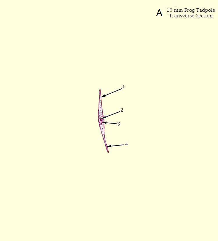 A
10 mm Frog Tadpole
Transverse Section