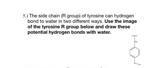 5.) The side chain (R group) of tyrosine can hydrogen
bond to water in two different ways. Use the image
of the tyrosine R group below and draw these
potential hydrogen bonds with water.
