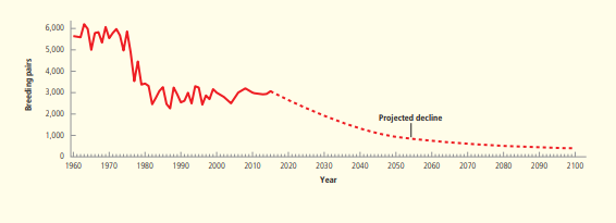 6,000
5,000
4,000
3,000
2,000
Projected decline
1,000
o l le l l l ul l l l l l
1960
1970
1980
1990
2000
2010
2020
2030
2040
2050
2060
2070
2080
2090
2100
Year
Breeding pairs
