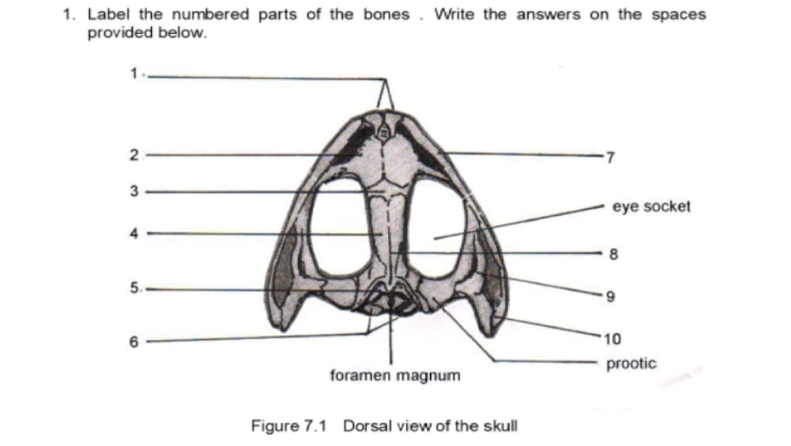 1. Label the numbered parts of the bones. Write the answers on the spaces
provided below.
3
eye socket
4
8
5.
6.
10
prootic
foramen magnum
Figure 7.1 Dorsal view of the skull
