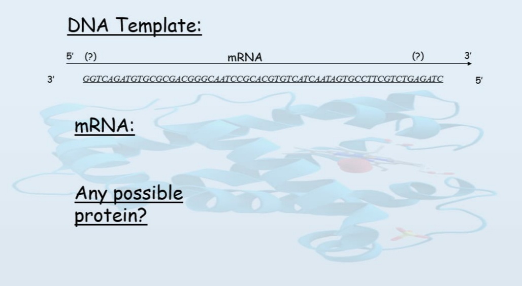 DNA Template:
5' (?)
MRNA
(?)
3'
3'
GGTCAGATGTGCGCGACGGGCAATCCGCACGTGTCATCAATAGTGCCTTCGTCTGAGATC
5'
MRNA:
Any possible
protein?
