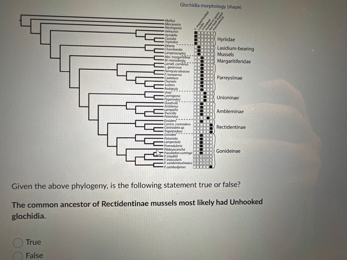 True
False
Glochidia morphology (shape)
Mytilus
Mercenaria
Neotrigonia
Velesunio
Hyridella
Castalia
Triplodon
Etheria
Chambardia
Lamproscapha
Mar, margaritifera
M. monodonta
Lamell. corrianus
L. generosus
Parreysia olivacea
P. tavoyensis
Coelatura
Oxynaia
Scables
Radiatula
Unio
Lasmigona
Pyganodon
Quadrula
Amblema
Lampsillis
Truncilla
Potamilus
Gonidea
Potomida
Lamprotula
Pronodularia
Pilsbryoconcha
Pseudodon cumingii
P. mouhtil
Pinoscularis
S-shaped hooked
Lasidia
P. vondembushianus
P. cambodjensis
$RESTES
000
DOO
Ensidens
0000
Contra. contradens 0000
Contradens sp.
Trapezoideus
0000
000
000
00000
00000
FERIE
27
המקום
Unhooked
Hooked w/ spines
Axe-head shaped
Asymmetrical
DOOD
Hyriidae
Lasidium-bearing
Mussels
Margaritiferidae
Parreysiinae
Unioninae
Ambleminae
Rectidentinae
Gonideinae
Given the above phylogeny, is the following statement true or false?
The common ancestor of Rectidentinae mussels most likely had Unhooked
glochidia.