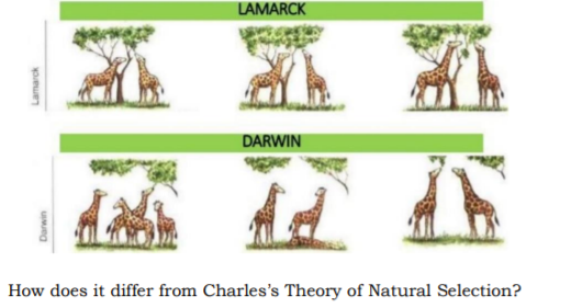 LAMARCK
DARWIN
How does it differ from Charles's Theory of Natural Selection?
Lamarck
Darwin
