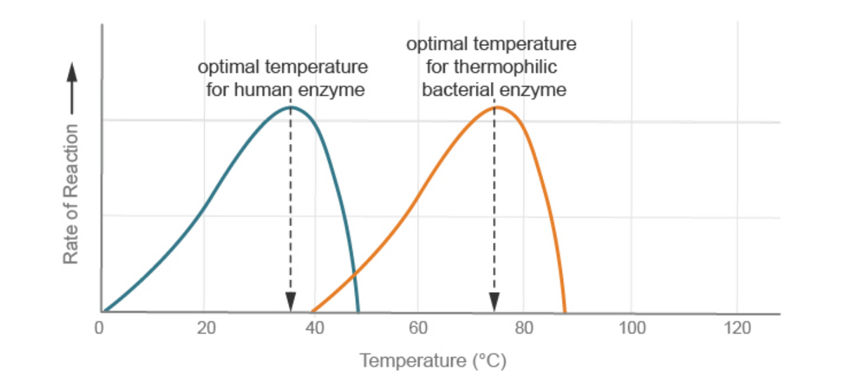 optimal temperature
for human enzyme
optimal temperature
for thermophilic
bacterial enzyme
40
60
80
100
120
Temperature (°C)
Rate of Reaction
20
