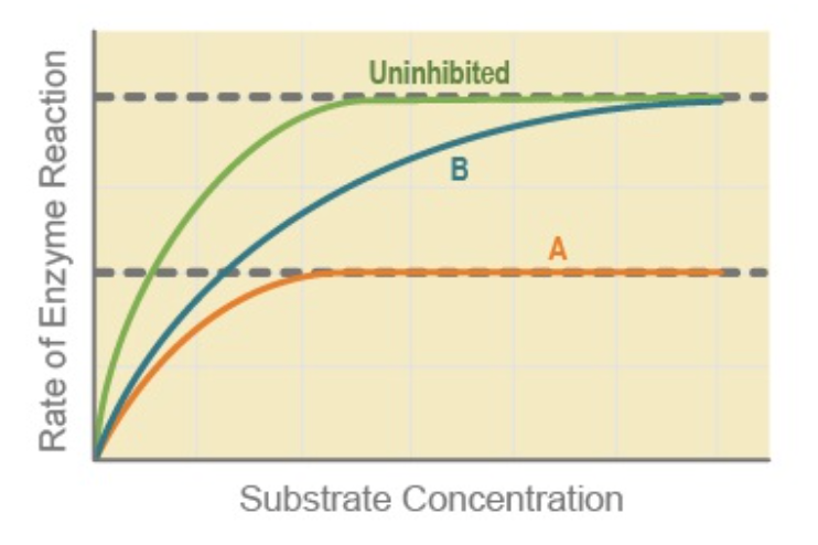 Uninhibited
B
Substrate Concentration
Rate of Enzyme Reaction
A.
