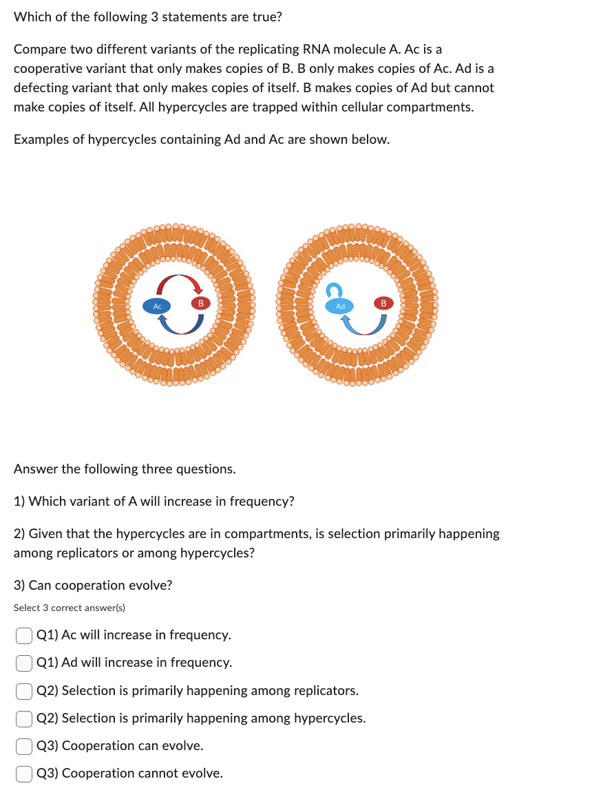 Which of the following 3 statements are true?
Compare two different variants of the replicating RNA molecule A. Ac is a
cooperative variant that only makes copies of B. B only makes copies of Ac. Ad is a
defecting variant that only makes copies of itself. B makes copies of Ad but cannot
make copies of itself. All hypercycles are trapped within cellular compartments.
Examples of hypercycles containing Ad and Ac are shown below.
Answer the following three questions.
1) Which variant of A will increase in frequency?
2) Given that the hypercycles are in compartments, is selection primarily happening
among replicators or among hypercycles?
3) Can cooperation evolve?
Select 3 correct answer(s)
Q1) Ac will increase in frequency.
Q1) Ad will increase in frequency.
Q2) Selection is primarily happening among replicators.
Q2) Selection is primarily happening among hypercycles.
Q3) Cooperation can evolve.
Q3) Cooperation cannot evolve.