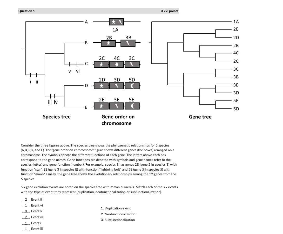 Question 1
A
2B
B
1A
зв
2C
4C
3C
C
v vi
2D
3D
5D
D
*
++
2E
3E 5E
iii iv
E
Species tree
Gene order on
chromosome
3 / 6 points
Consider the three figures above. The species tree shows the phylogenetic relationships for 5 species
(A,B,C,D, and E). The 'gene order on chromosome' figure shows different genes (the boxes) arranged on a
chromosome. The symbols denote the different functions of each gene. The letters above each box
correspond to the gene names. Gene functions are denoted with symbols and gene names refer to the
species (letter) and gene function (number). For example, species E has genes 2E (gene 2 in species E) with
function "star", 3E (gene 3 in species E) with function "lightning bolt" and 5E (gene 5 in species 5) with
function "moon". Finally, the gene tree shows the evolutionary relationships among the 12 genes from the
5 species.
Six gene evolution events are noted on the species tree with roman numerals. Match each of the six events
with the type of event they represent (duplication, neofunctionalization or subfunctionalization).
2 Event ii
1
Event vi
3
Event v
2
Event iv
1
Event i
1 Event iii
1. Duplication event
2. Neofunctionalization
3. Subfunctionalization
1A
2E
2D
2B
4C
2C
3C
3B
3E
3D
5E
5D
Gene tree