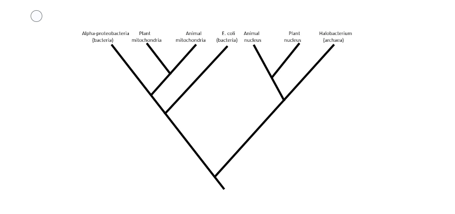 Alpha-proteobacteria Plant
(bacteria)
Plant
Halobacterium
(archaea)
mitochondria
Animal
mitochondria
E. coli Animal
(bacteria) nucleus
nucleus