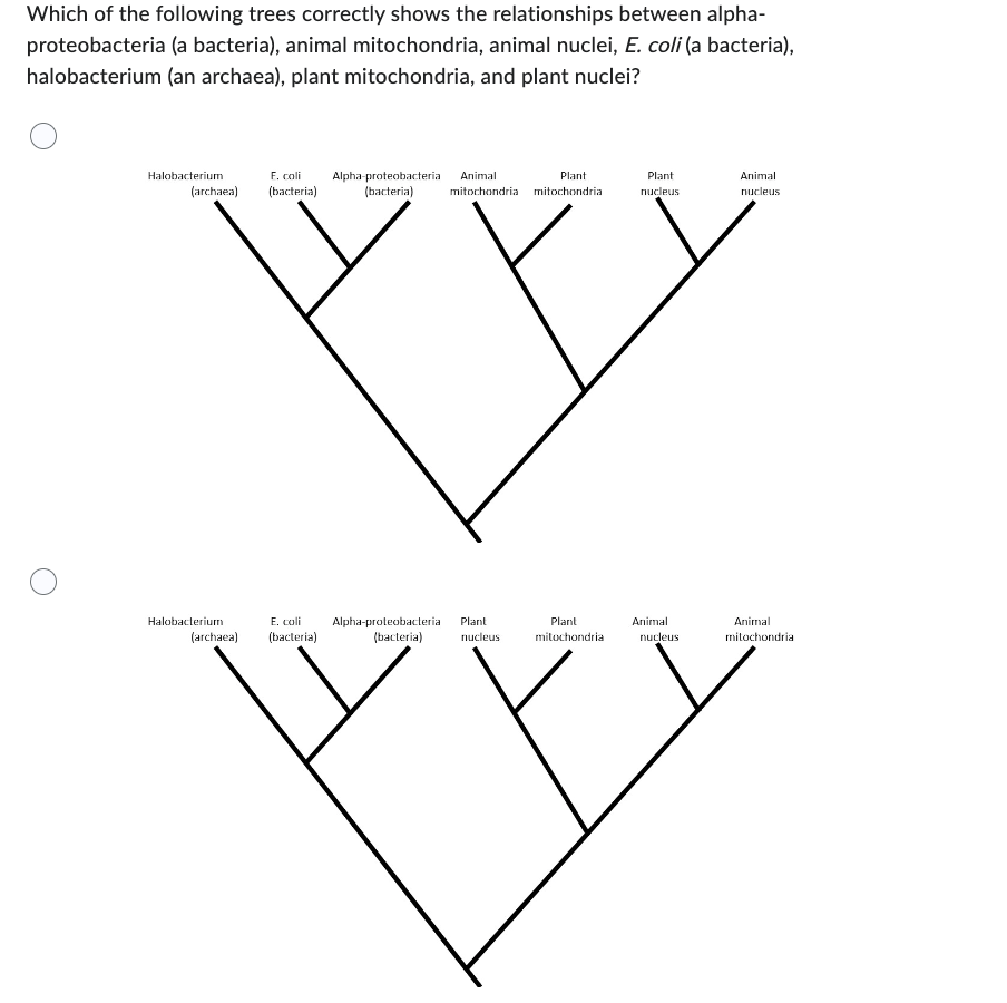 Which of the following trees correctly shows the relationships between alpha-
proteobacteria (a bacteria), animal mitochondria, animal nuclei, E. coli (a bacteria),
halobacterium (an archaea), plant mitochondria, and plant nuclei?
Plant
Plant
nucleus
Animal
nucleus
Halobacterium
(archaea)
E. coli
(bacteria)
Alpha-proteobacteria
(bacteria)
Animal
mitochondria mitochondria
Halobacterium
(archaea)
E. coli
(bacteria)
Alpha-proteobacteria
(bacteria)
Plant
nucleus
Plant
mitochondria
Animal
nucleus
Animal
mitochondria