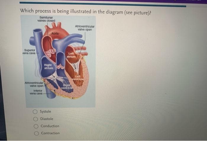 Which process is being illustrated in the diagram (see picture)?
Semilunar
valves closed
Atrioventricular
valve open
Aorta
Superior
vena cava
Left
atrium
Right
atrium
Left
wentricie
Atroventricular
valve open
Right
ventricle
Infenor
vena cava
Systole
Diastole
Conduction
Contraction
