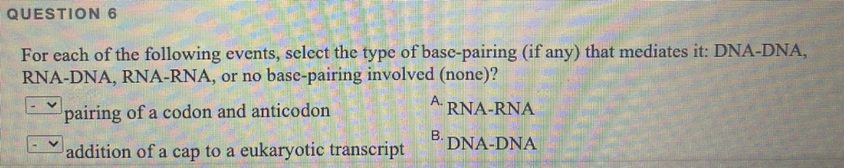 QUESTION 6
For each of the following events, select the type of basc-pairing (if any) that mediates it: DNA-DNA,
RNA-DNA, RNA-RNA, or no basc-pairing involved (none)?
pairing of a codon and anticodon
A.
RNA-RNA
B.
DNA-DNA
addition of a cap to a eukaryotic transcript
