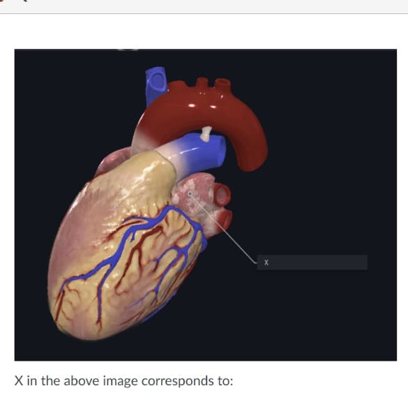 X in the above image corresponds to:
