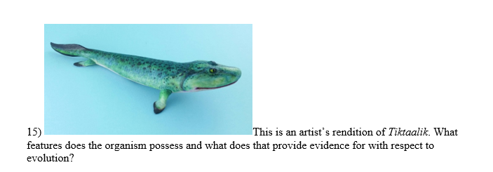 15)
This is an artist's rendition of Tiktaalik. What
features does the organism possess and what does that provide evidence for with respect to
evolution?