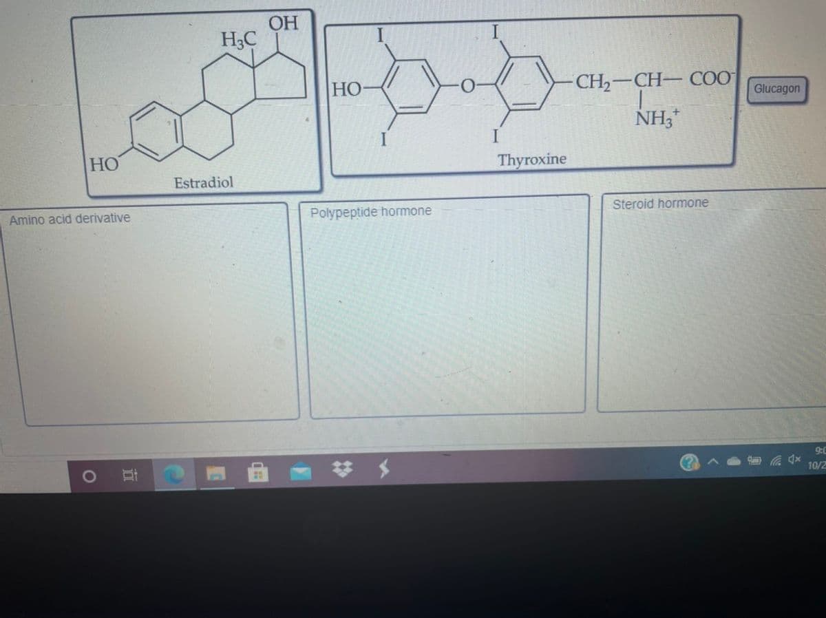 OH
H;C
HO-
CH2-CH- CO
Glucagon
NH3*
HO
Thyroxine
Estradiol
Amino acid derivative
Polypeptide hormone
Steroid hormone
9:0
10/2
立
