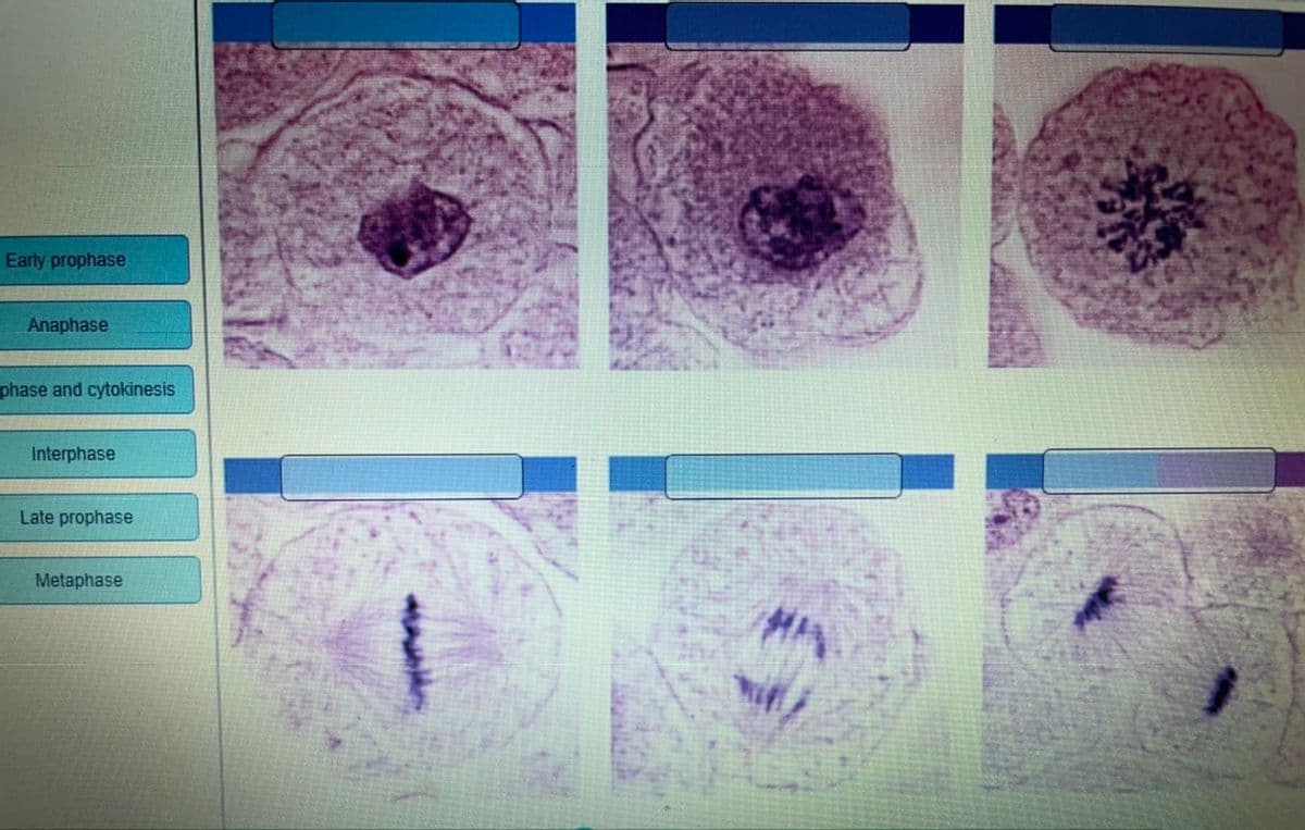 Early prophase
Anaphase
phase and cytokinesis
Interphase
Late prophase
Metaphase
