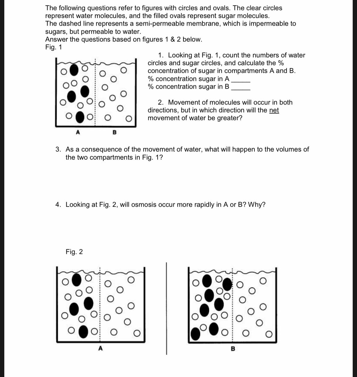 The following questions refer to figures with circles and ovals. The clear circles
represent water molecules, and the filled ovals represent sugar molecules.
The dashed line represents a semi-permeable membrane, which is impermeable to
sugars, but permeable to water.
Answer the questions based on
Fig. 1
figures 1 & 2 below.
1. Looking at Fig. 1, count the numbers of water
circles and sugar circles, and calculate the %
concentration of sugar in compartments A and B
% concentration sugar in A
% concentration sugar in B
2. Movement of molecules will occur in both
directions, but in which direction will the net
movement of water be greater?
3. As a consequence of the movement of water, what will happen to the volumes of
the two compartments in Fig. 1?
4. Looking at Fig. 2, will osmosis occur more rapidly in A or B? Why?
Fig. 2
B
