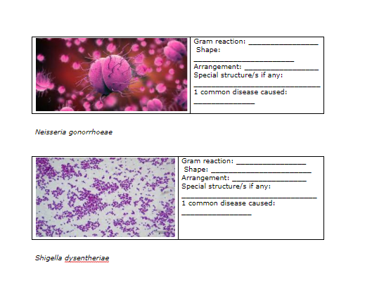 Gram reaction:
Shape:
Arrangement:
Special structure/s if any:
1 common disease caused:
Neisseria gonorrhoese
Gram reaction:
Shape:
Arrangement:
Special structure/s if any:
1 common disease caused:
Shigella dysentheriae
