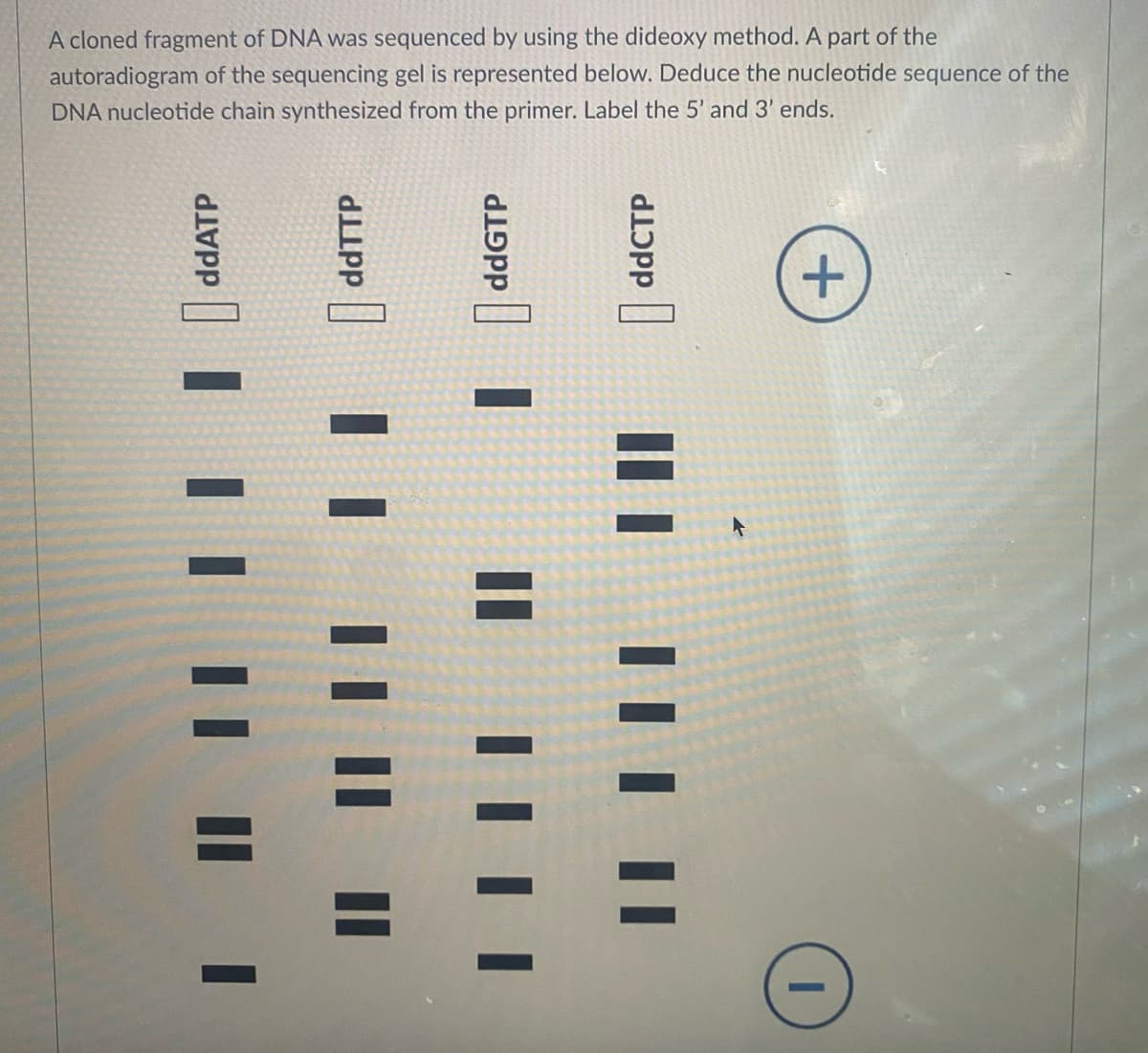 A cloned fragment of DNA was sequenced by using the dideoxy method. A part of the
autoradiogram of the sequencing gel is represented below. Deduce the nucleotide sequence of the
DNA nucleotide chain synthesized from the primer. Label the 5' and 3' ends.
ddATP
ddTTP
ddGTP
II
ddCTP
