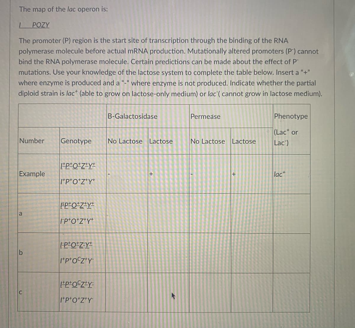 The map of the lac operon is:
POZY
The promoter (P) region is the start site of transcription through the binding of the RNA
polymerase molecule before actual MRNA production. Mutationally altered promoters (P') cannot
bìnd the RNA polymerase molecule. Certain predictions can be made about the effect of P
mutations. Use your knowledge of the lactose system to complete the table below. Insert a "+"
where enzyme is produced and a "-" where enzyme is not produced. Indicate whether the partial
diploid strain is lac* (able to grow on lactose-only medium) or lac( cannot grow in lactose medium).
B-Galactosidase
Permease
Phenotype
(Lac or
Number
Genotype
No Lactose Lactose
No Lactose Lactose
Lac)
P*O*Z*Y#
Example
lac+
I*p*O*z*Y*
a
Ip*o+z*Y*
I*p*oCz*Y
C
I*p*o+z*Y
