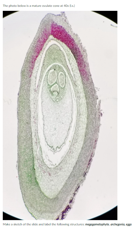 The photo below is a mature ovulate cone at 40x (I.s.)
Make a sketch of the slide and label the following structures: megagametophyte. archegonia, eggs

