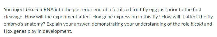 You inject bicoid MRNA into the posterior end of a fertilized fruit fly egg just prior to the first
cleavage. How will the experiment affect Hox gene expression in this fly? How will it affect the fly
embryo's anatomy? Explain your answer, demonstrating your understanding of the role bicoid and
Hox genes play in development.
