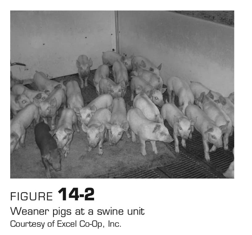 FIGURE 14-2
Weaner pigs at a swine unit
Courtesy of Excel Co-Op, Inc.
