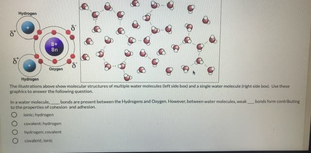 Hydrogen
8+
8n
Oxygen
Hydrogen
The illustrations above show molecular structures of multiple water molecules (left side box) and a single water molecule (right side bax). Use these
graphics to answer the following question.
bonds are present between the Hydrogens and Oxygen. However, between water molecules, weak bonds form contributie
In a water molecule,
to the properties of cohesion and adhesion.
lonic; hydrogen
covalent; hydrogen
hydrogen; covalent
covalent: lonic
0000
