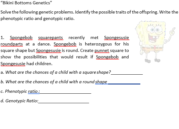"Bikini Bottoms Genetics"
Solve the following genetic problems. Identify the possible traits of the offspring. Write the
phenotypic ratio and genotypic ratio.
1. Spongebob
roundparts at a dance. Spongebob is heterozygous for his
square shape but Spongesusie is round. Create punnet square to
show the possibilities that would result if Spongebob and
sguarepants
recently
met
Spongesusie
Spongesusie had children.
a. What are the chances of a child with a square shape?
b. What are the chances of a child with a round shape
c. Phenotypic ratio :
d. Genotypic Ratio:
