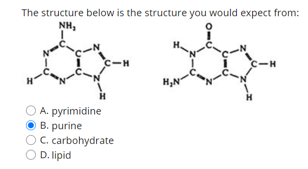 The structure below is the structure you would expect from:
NH,
C-H
C-H
H,N
H
A. pyrimidine
O B. purine
O C. carbohydrate
D. lipid
