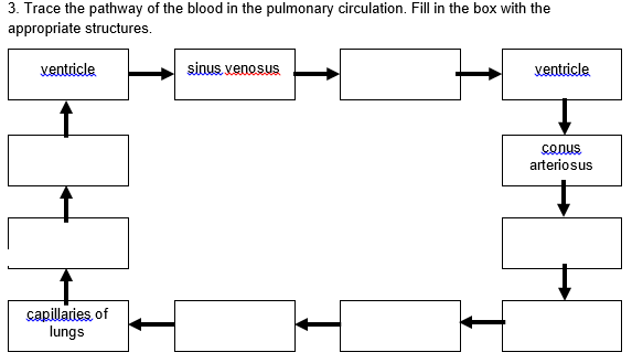 3. Trace the pathway of the blood in the pulmonary circulation. Fill in the box with the
appropriate structures.
ventricle
sinus. venosus
ventricle
COnus
arteriosus
capillaries, of
lungs
