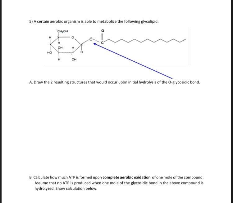 5) A certain aerobic organism is able to metabolize the following glycolipid:
"CH,OH
OH
HO
OH
A. Draw the 2 resulting structures that would occur upon initial hydrolysis of the O-glycosidic bond.
B. Calculate how much ATP is formed upon complete aerobic oxidation of one mole of the compound.
Assume that no ATP is produced when one mole of the glycosidic bond in the above compound is
hydrolyzed. Show calculation below.
