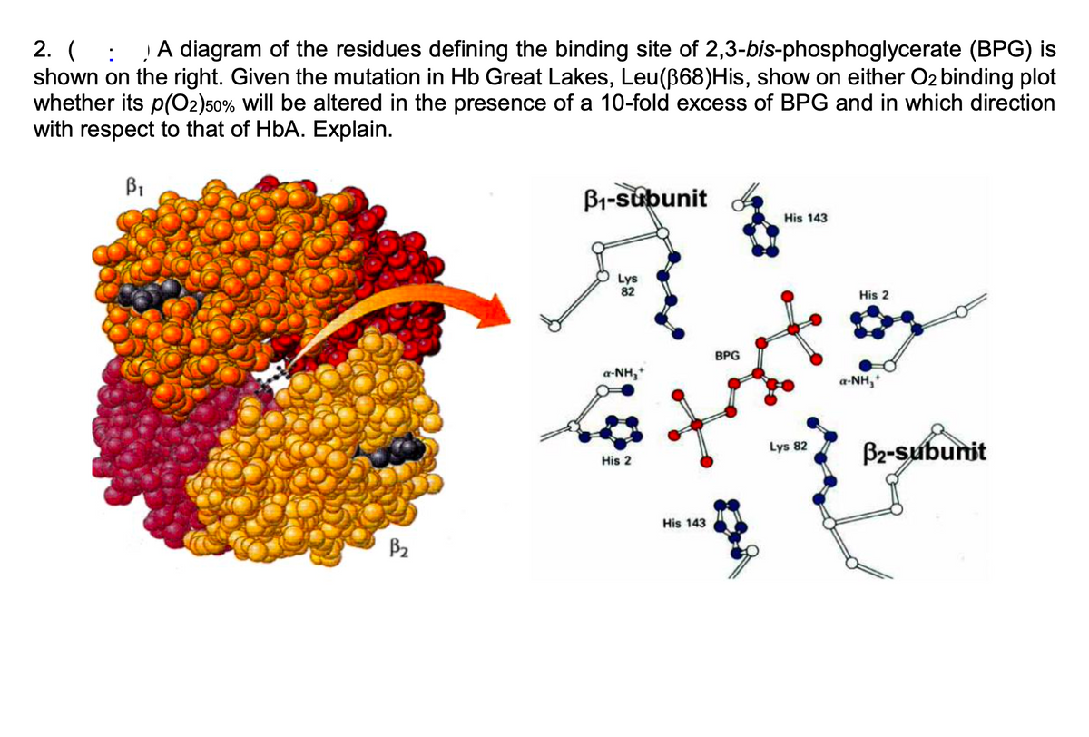 A diagram of the residues defining the binding site of 2,3-bis-phosphoglycerate (BPG) is
2. (
shown on the right. Given the mutation in Hb Great Lakes, Leu(B68)His, show on either O2 binding plot
whether its p(O2)50% will be altered in the presence of a 10-fold excess of BPG and in which direction
with respect to that of HbA. Explain.
B1
B1-subunit
His 143
Lys
82
His 2
BPG
a-NH,*
a-NH,*
B2-subunit
Lys 82
His 2
His 143
B2
