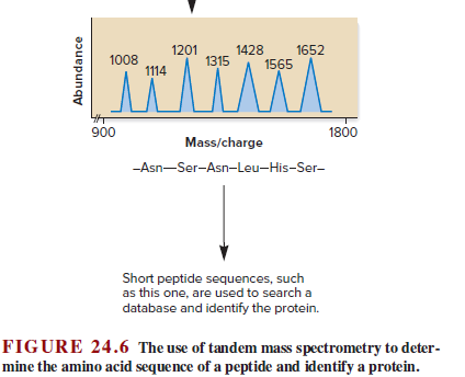 1201
1428
1652
1008
1114
1315
1565
900
1800
Mass/charge
-Asn-Ser-Asn-Leu-His-Ser-
Short peptide sequences, such
as this one, are used to search a
database and identify the protein.
FIGURE 24.6 The use of tandem mass spectrometry to deter-
mine the amino acid sequence of a peptide and identify a protein.
Abundance
