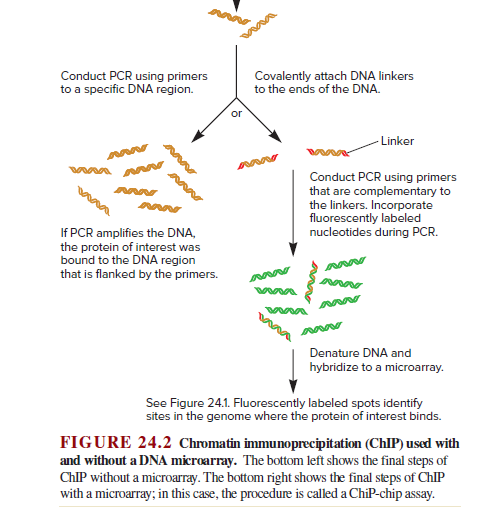 Conduct PCR using primers
to a specific DNA region.
Covalently attach DNA linkers
to the ends of the DNA.
or
- Linker
Conduct PCR using primers
that are complementary to
the linkers. Incorporate
fluorescently labeled
nucleotides during PCR.
If PCR amplifies the DNA,
the protein of interest was
bound to the DNA region
that is flanked by the primers.
Denature DNA and
hybridize to a microarray.
See Figure 24.1. Fluorescently labeled spots identify
sites in the genome where the protein of interest binds.
FIGURE 24.2 Chromatin immunoprecipitation (ChIP) used with
and without a DNA microarray. The bottom left shows the final steps of
CHIP without a microarray. The bottom right shows the final steps of CHIP
with a microarray; in this case, the procedure is called a ChiP-chip assay.
