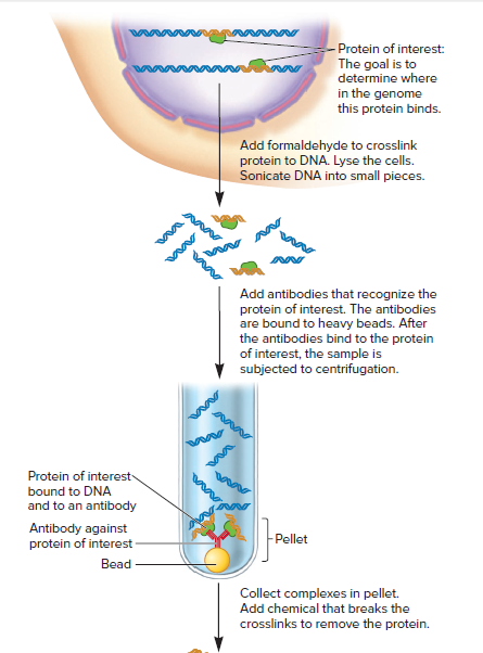 - Protein of interest:
The goal is to
determine where
in the genome
this protein binds.
Add formaldehyde to crosslink
protein to DNA. Lyse the cells.
Sonicate DNA into small pieces.
Add antibodies that recognize the
protein of interest. The antibodies
are bound to heavy beads. After
the antibodies bind to the protein
of interest, the sample is
subjected to centrifugation.
Protein of interest
bound to DNA
and to an antibody
Antibody against
protein of interest
Pellet
Bead
Collect complexes in pellet.
Add chemical that breaks the
crosslinks to remove the protein.
