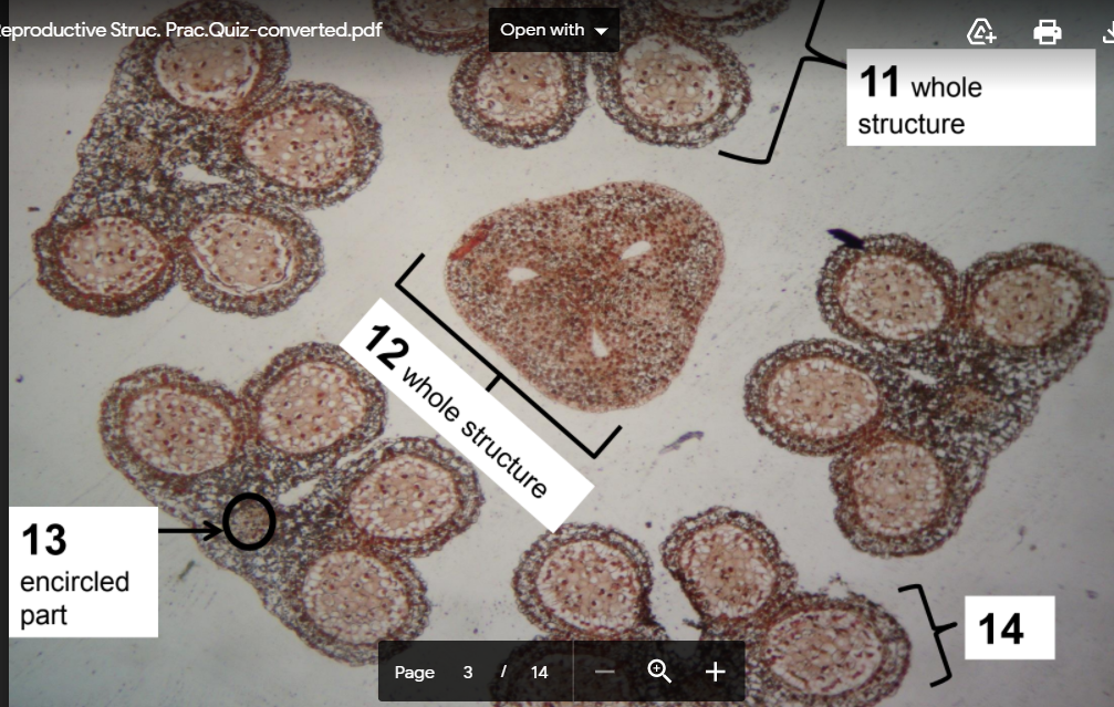 Open with -
11 whole
eproductive Struc. Prac.Quiz-converted.pdf
structure
12 whole structure
13
14
encircled
part
Page
3 I 14
