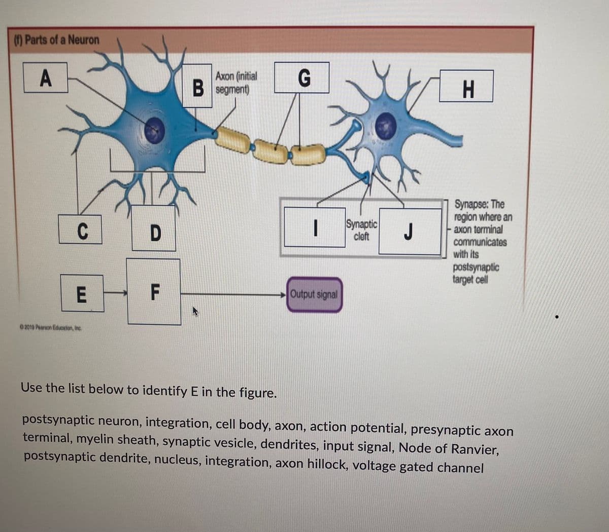 (f) Parts of a Neuron
A
Axon (initial
G
B segment)
H
Synapse: The
region where an
axon terminal
communicates
C
D
with its
postsynaptic
target cell
E
F
Output signal
02019 Parson Education, Inc.
Use the list below to identify E in the figure.
postsynaptic neuron, integration, cell body, axon, action potential, presynaptic axon
terminal, myelin sheath, synaptic vesicle, dendrites, input signal, Node of Ranvier,
postsynaptic dendrite, nucleus, integration, axon hillock, voltage gated channel
-
Synaptic
cleft
J