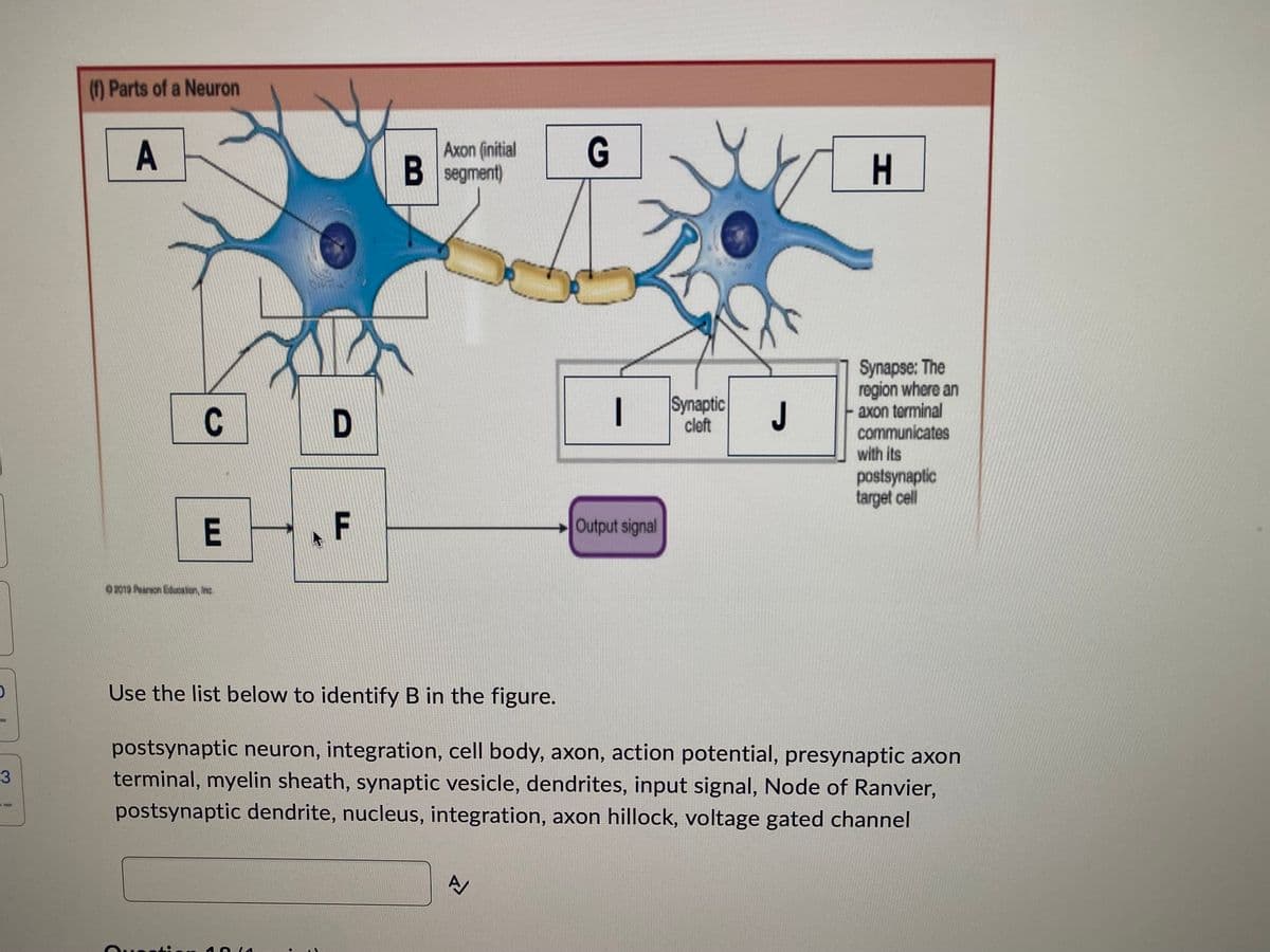 D
3
(f) Parts of a Neuron
A
Axon (initial
G
B segment)
H
Synapse: The
region where an
axon terminal
communicates
C
D
with its
postsynaptic
target cell
E
F
Output signal
02019 Pearson Education, Inc.
Use the list below to identify B in the figure.
postsynaptic neuron, integration, cell body, axon, action potential, presynaptic axon
terminal, myelin sheath, synaptic vesicle, dendrites, input signal, Node of Ranvier,
postsynaptic dendrite, nucleus, integration, axon hillock, voltage gated channel
A
—
Synaptic
cleft
J